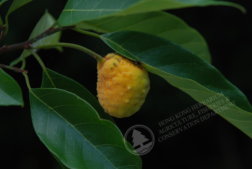 Artocarpus hypargyreus_白桂木_16-09-2013_114739_LR_WM