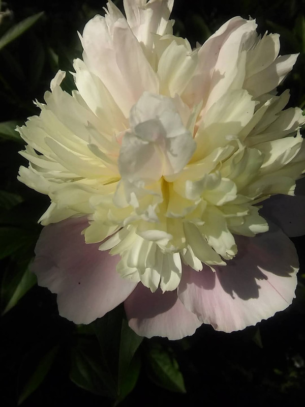 FB-IMG-1747205721049