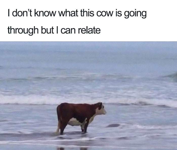 woe-is-moo.jpg