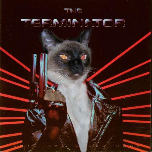 Schrodinger-The-Terminator.png