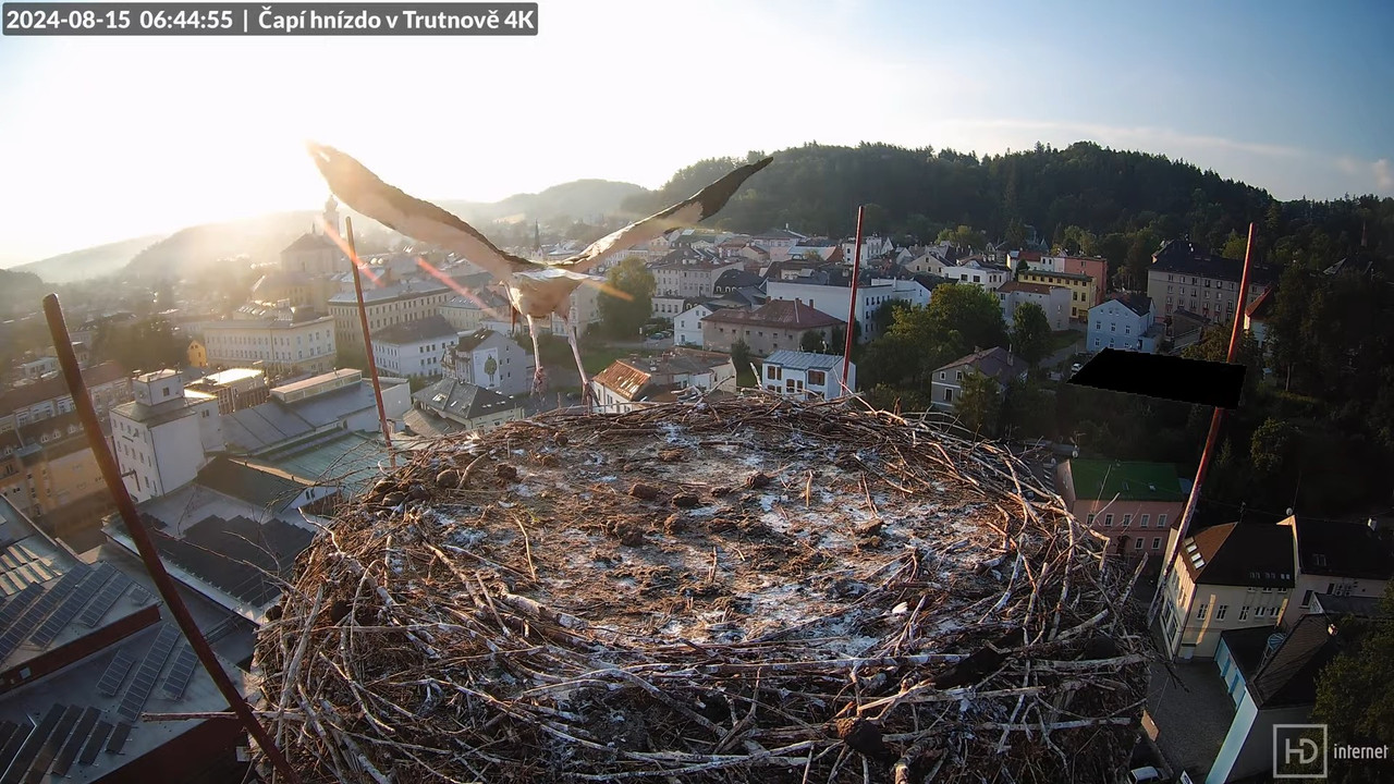 Živě z čapího hnízda na pivovarském komíně v Trutnově 7-59-19 screenshot (1)