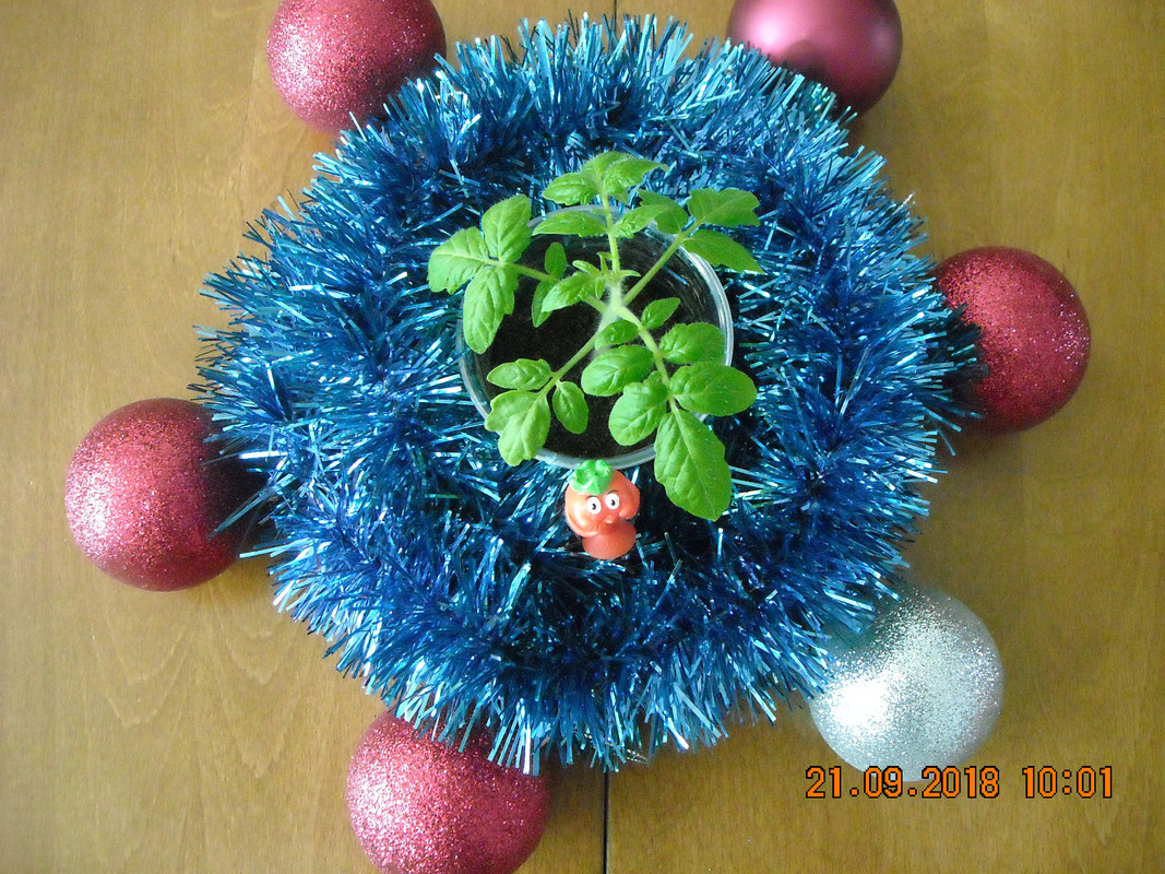 DSCN4196