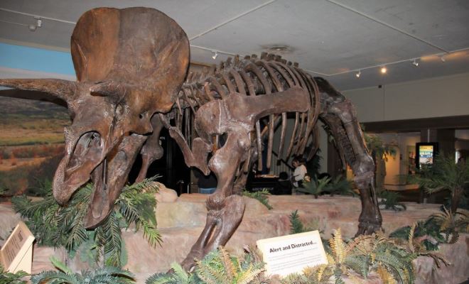Ilustrasi kerangka Triceratops horridus