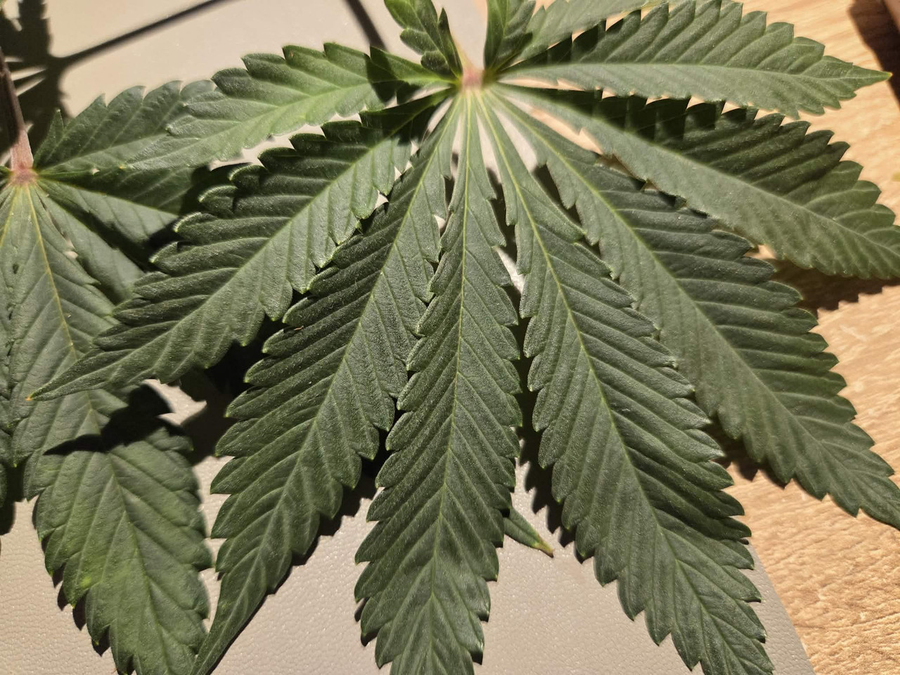 Messenger creation 0C779B1E A620 4714 AAC8 458755153BD2