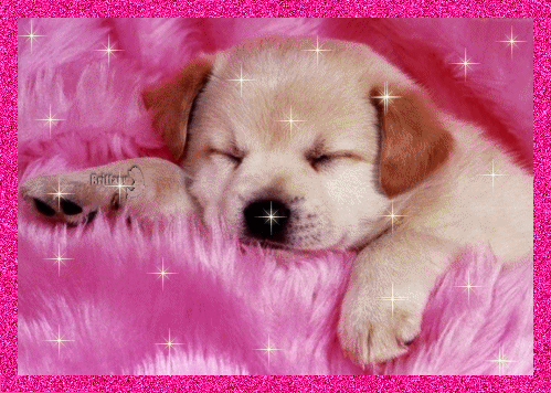 Dog-sleeping-pink-glitter