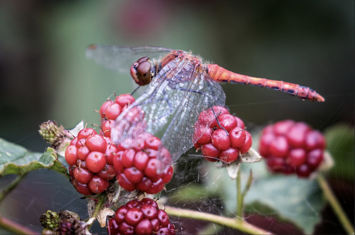 red-damselfly-dis1.jpg