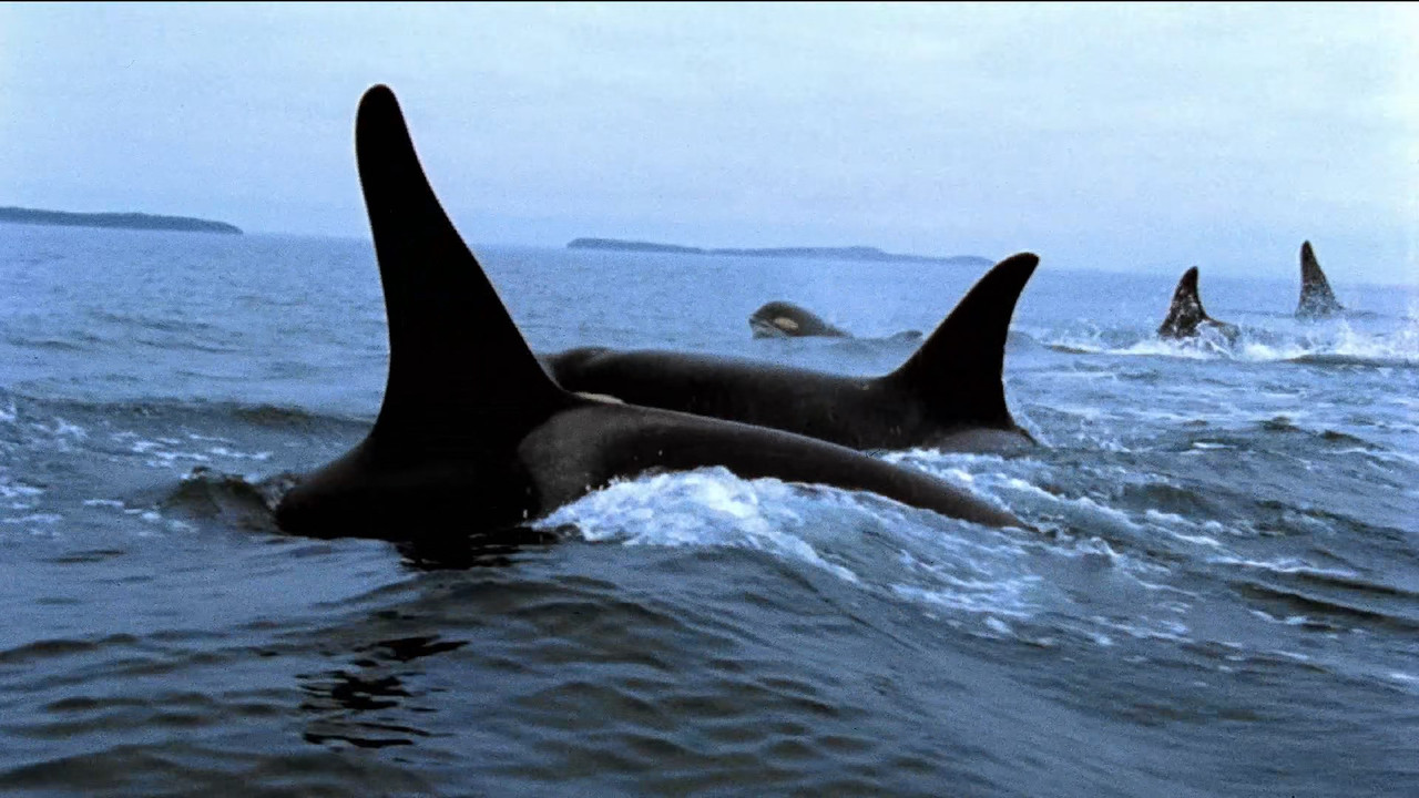 Blackfish (2013) (1080p BluRay x265 Silence).mkv_snapshot_00.10.