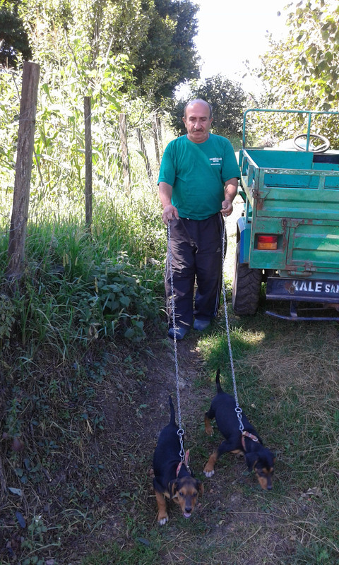 babam köpekleri gezdiriyor