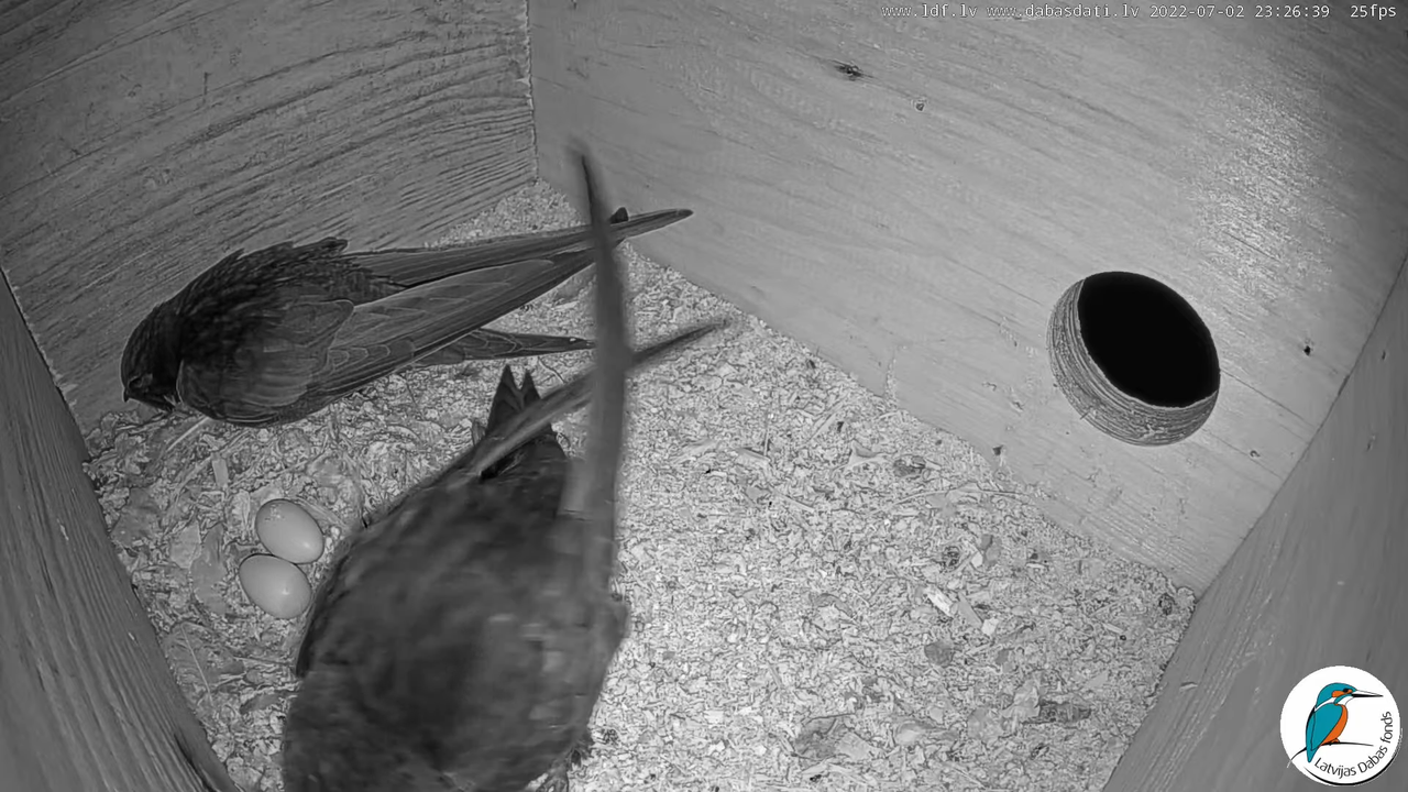 Svīre (Apus apus) Cēsu pils - LDF tiešraide _ Būris 13-40-59 screenshot