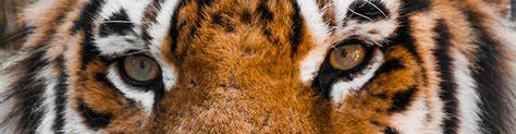 eyes.jpg