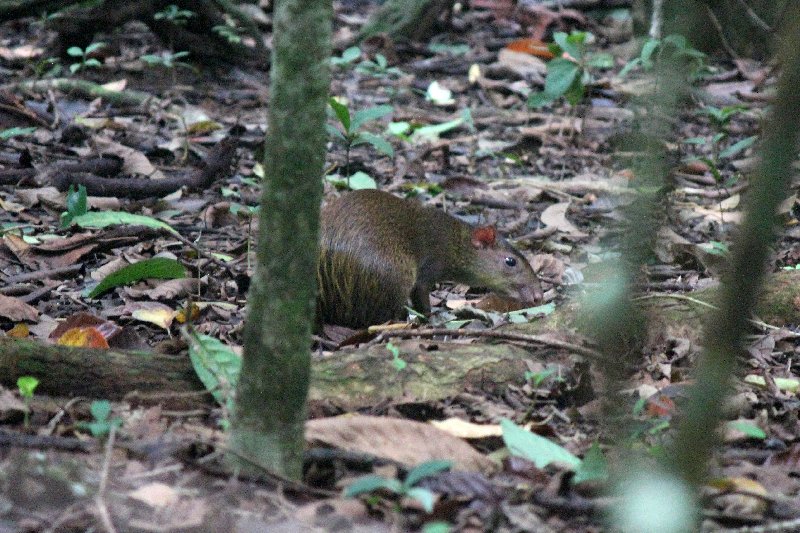 DIA 13: EXCURSIÓN DE UN DÍA A CORCOVADO - DE TORTUGAS Y PEREZOSOS. COSTA RICA 2019 (40)