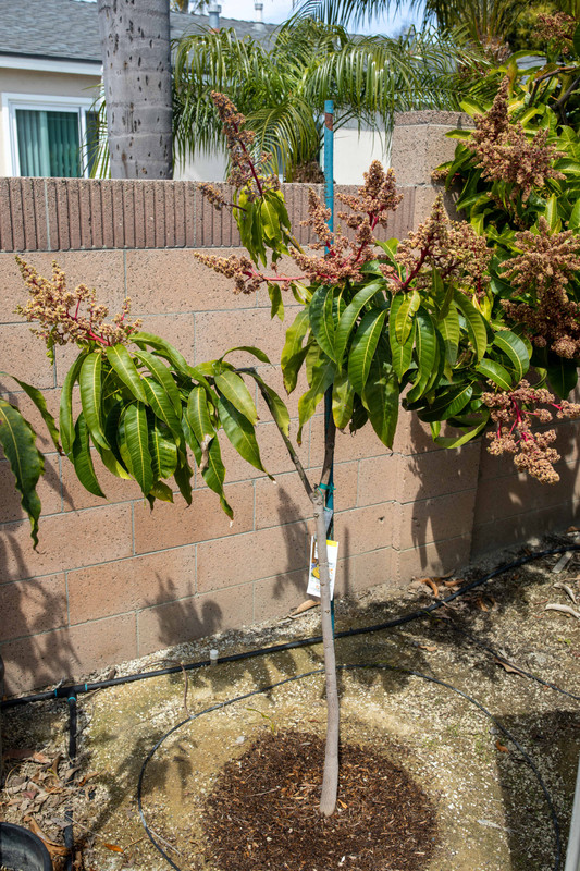 8U1A9025  0-15 Mango Tree with Blooms (4-4-2022)
