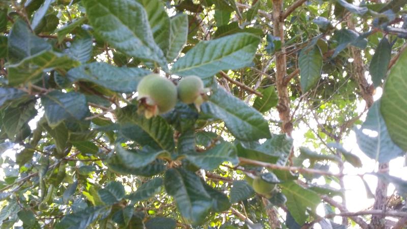 20160131_094032 (Copy)