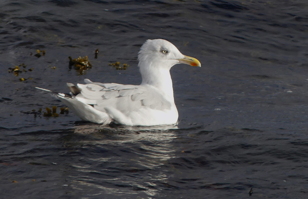 HERRING GULL 4 280924