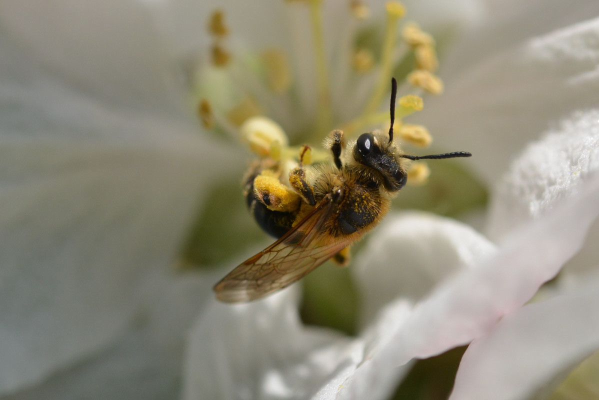 https://i.postimg.cc/d3jFmp3y/abeille4.jpg