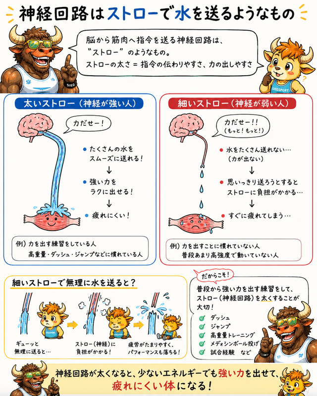 神経回路をストローで例えた説明画像