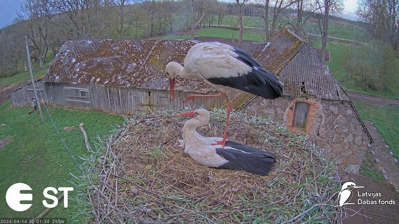 Baltie stārķi (Ciconia ciconia) Tukuma novadā - LDF tiešraide __ White storks in Tukums, Latvia 13-4
