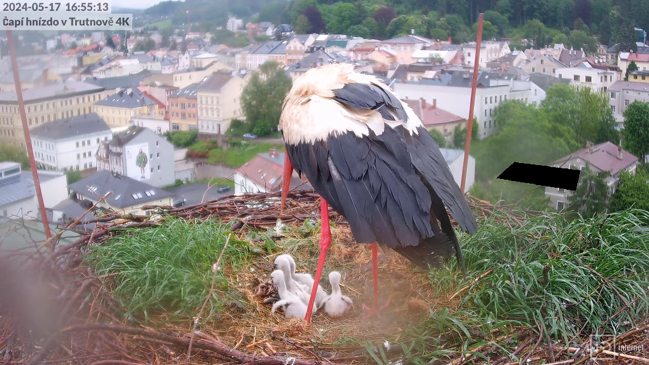 Živě z čapího hnízda na pivovarském komíně v Trutnově 6-39-58 screenshot