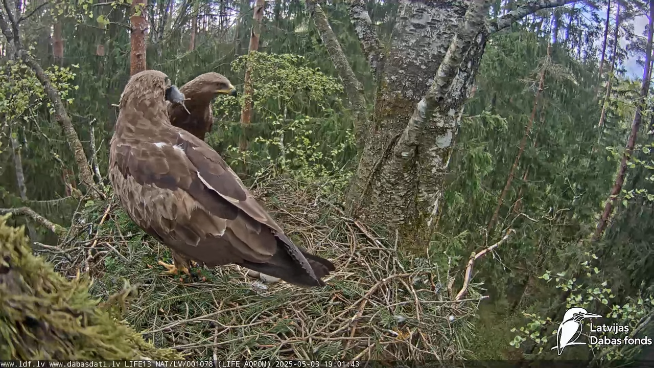 Mazais ērglis (Clanga pomarina), ligzda bērzā 14-32-33 screenshot