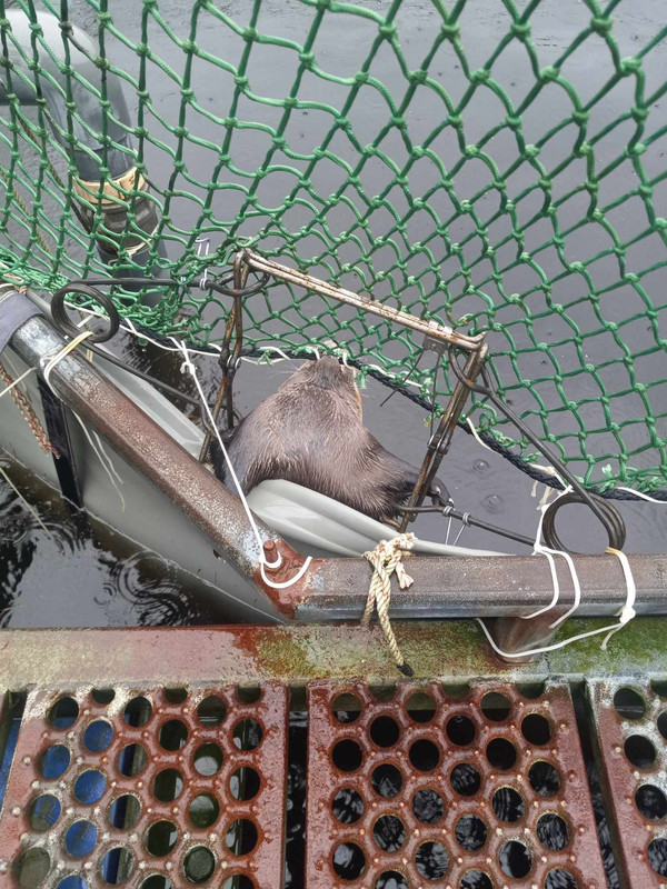 Otters - 24hourcampfire