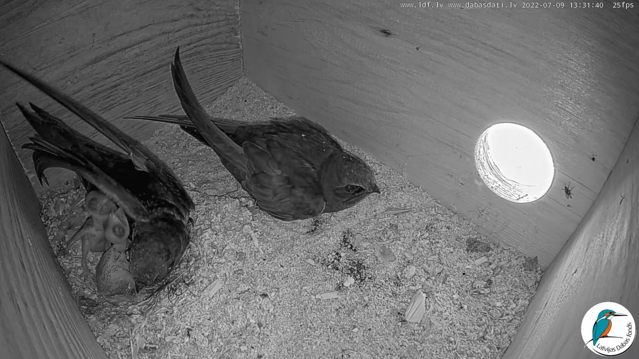 Svīre (Apus apus) Cēsu pils - LDF tiešraide _ Būris 10-40-21 screenshot