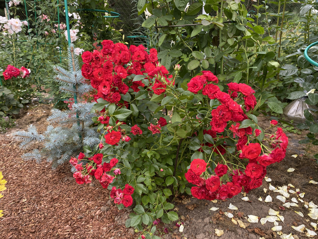 A6DD72DE-3D3C-43D1-8787-CFD7C360F6FE