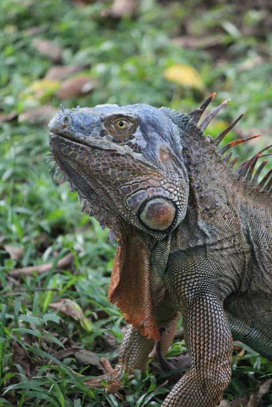 DIA 2: LLEGADA A TORTUGUERO - DE TORTUGAS Y PEREZOSOS. COSTA RICA 2019 (40)