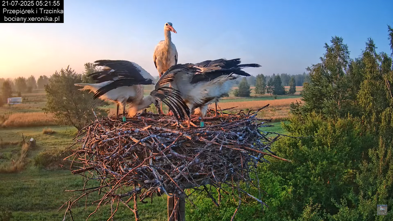21072025bociany10