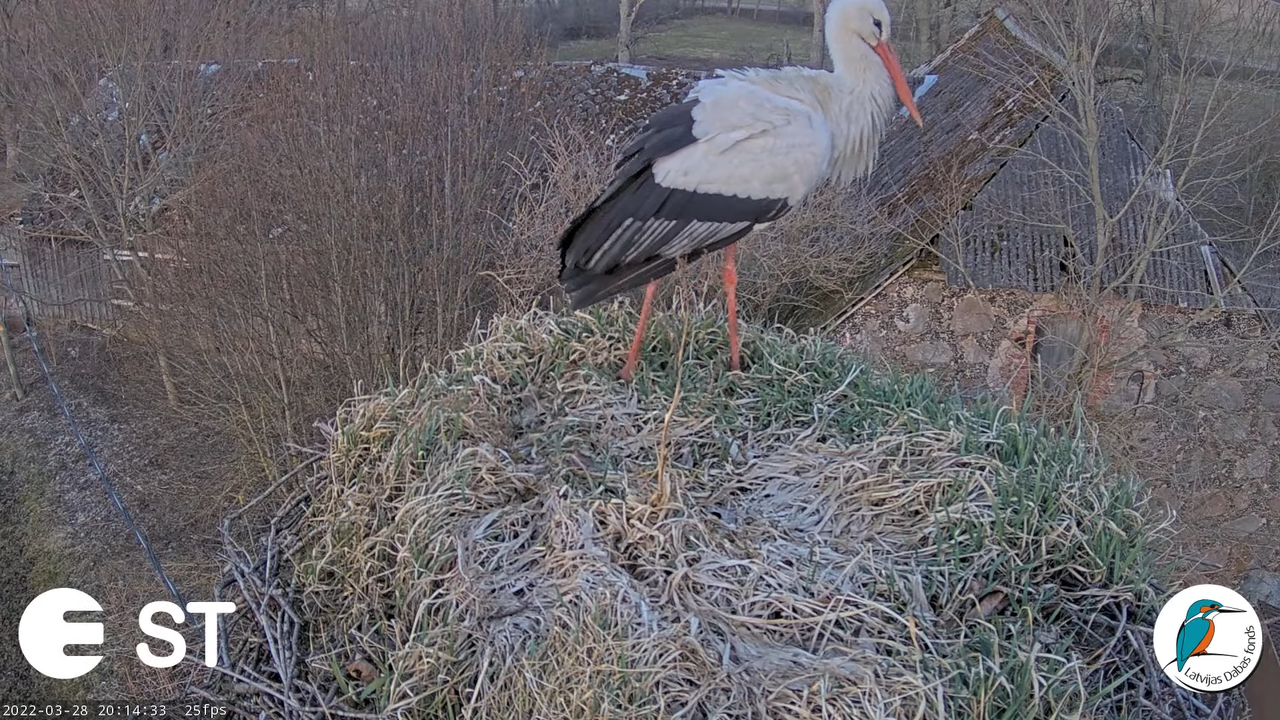 Baltie stārķi (Ciconia ciconia) Tukuma novadā - LDF tiešraide __ White storks in Tukums, Latvia 9-20