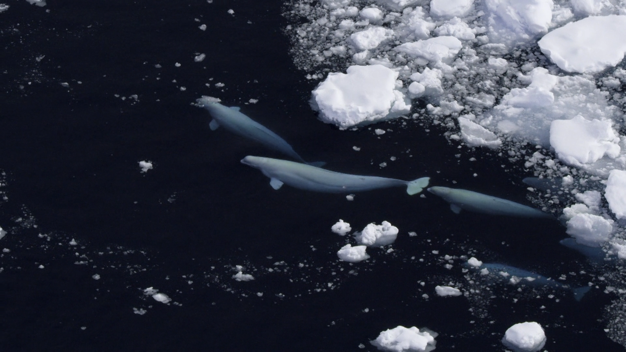 Secrets.of.the.Whales.S01E01.Le.regine.delle.orche.iTALIAN.MULTI.1080p.DSNP.WEB-DL.DDP5.1.H.264-MeM.