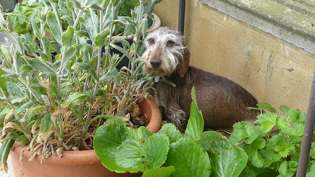 [Image: P1030181.jpg]