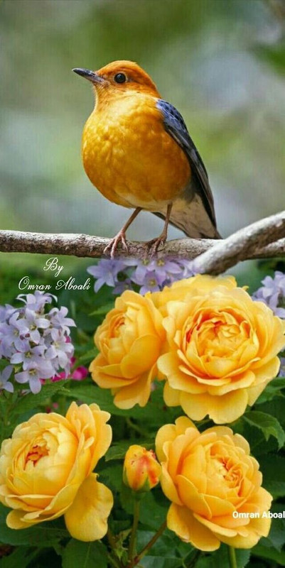 yellowbirdroses.jpg