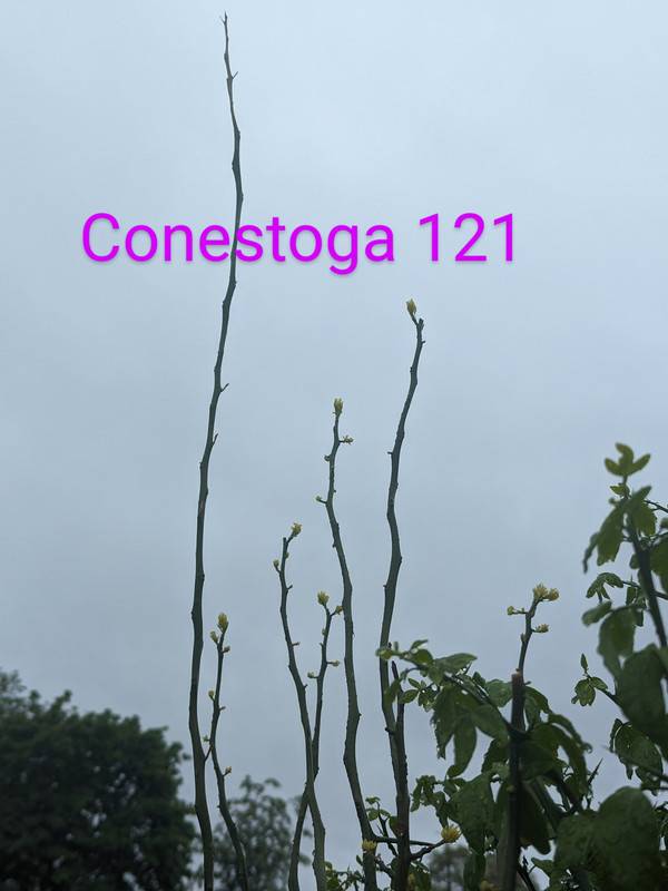 PXL_20240505_182719541~2