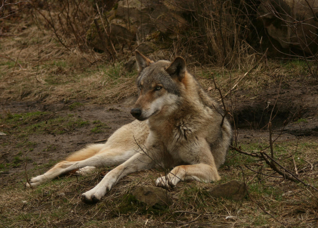 wolf-stock-01-by-nexu4-d61llq3-fullview.jpg