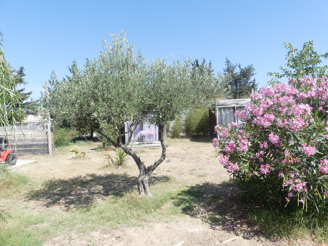 16 aout Marsillargues Carbu et Vachette (2)