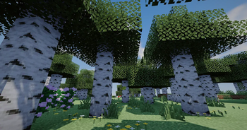 Crownlight Shaders birch forest by day
