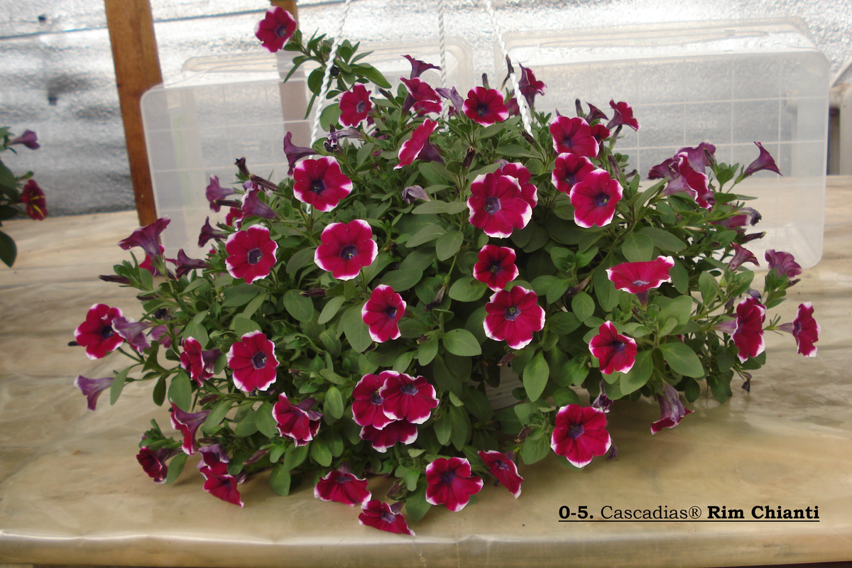 0-5. Cascadias® Rim Chianti (1)