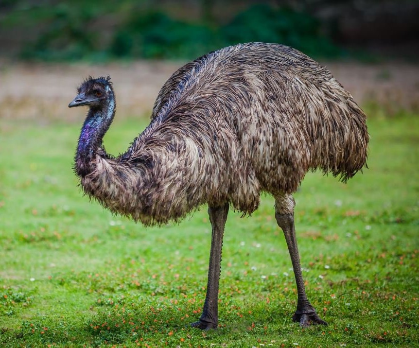 50 Centavos Australia. Emu-ab40226-width-1200-028b440