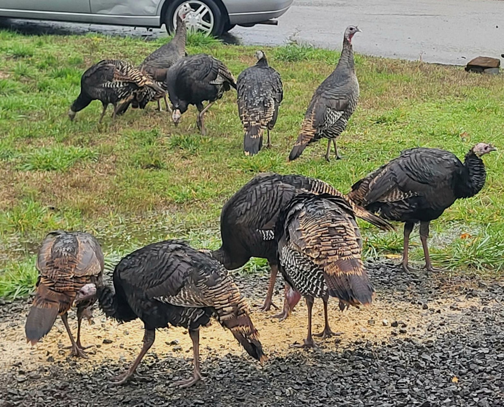 turkey-feast