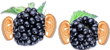 https://i.postimg.cc/d3tWRgcq/123-fruit-braam-bramen-6-27-1469302979.jpg