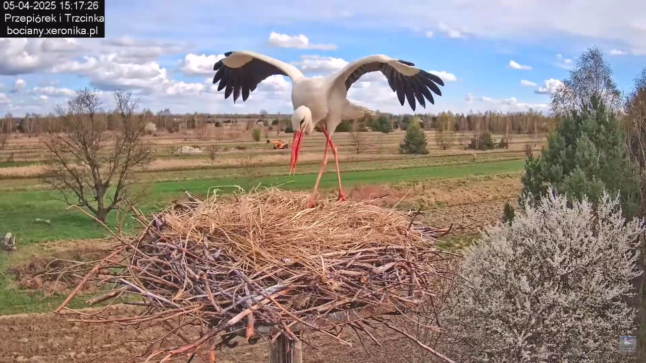 05042025paresekundwgniezdzie_6