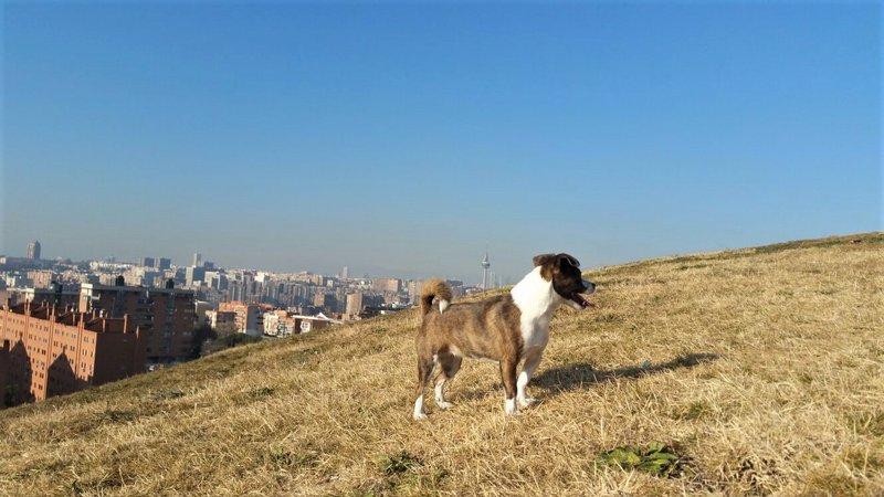 PARQUE CERRO DEL TIO PIO-2015/2016-MADRID - Paseando por España-1991/2016 (3)
