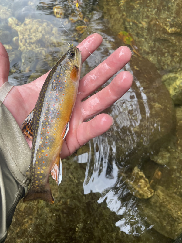 113F644E-C005-489E-A97E-CF51F6EF9461