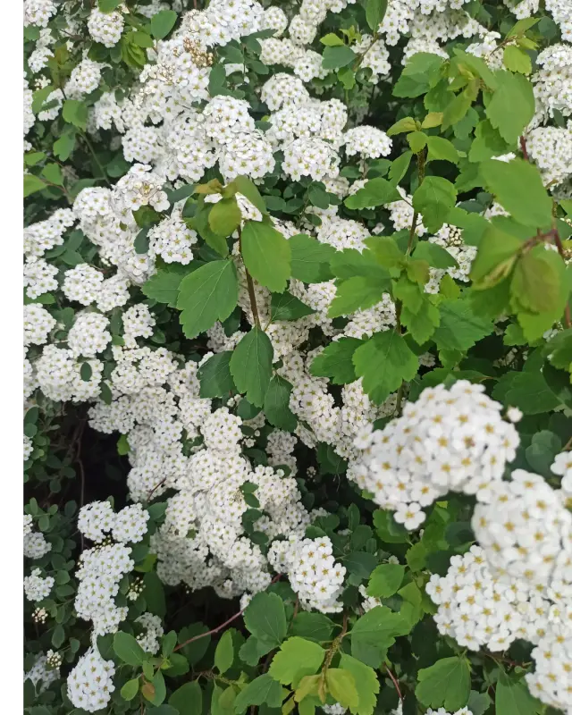 IMG_20230427_115644_254