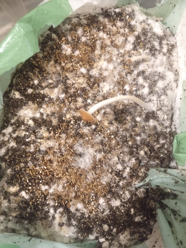 IMG_20201206_063939167