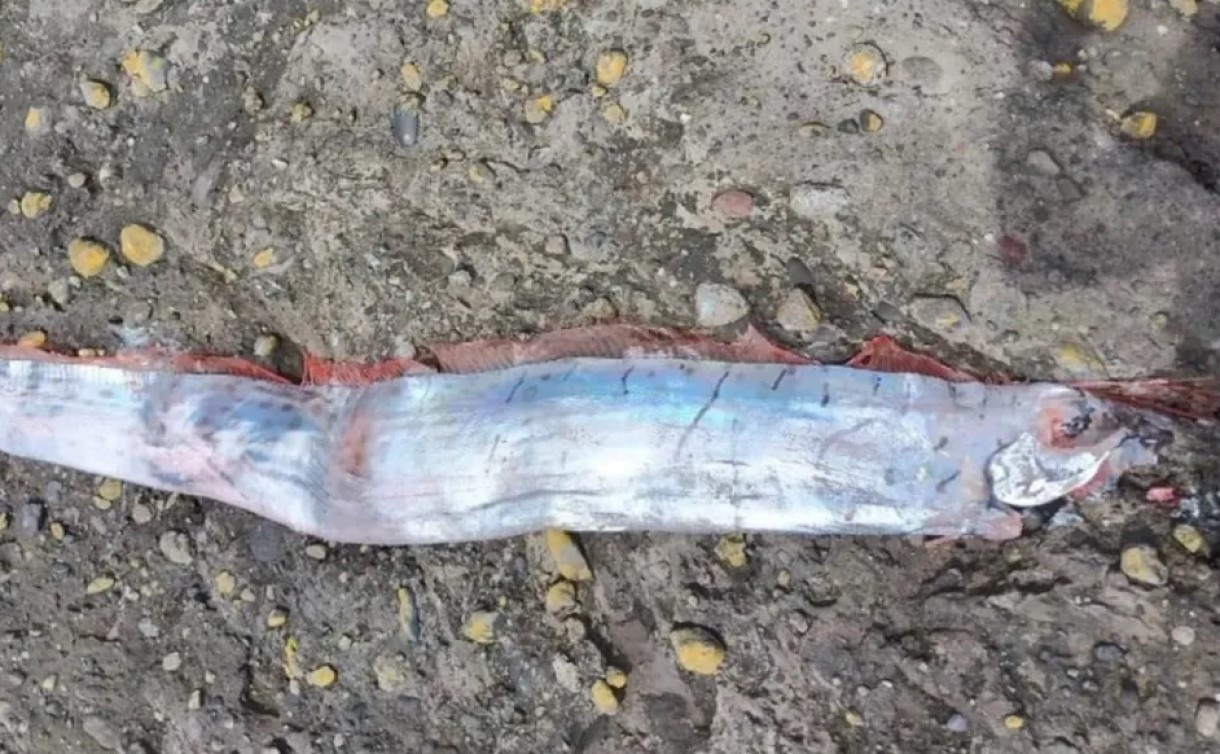 Pez del fin del mundo aparece en Chile y se cree vendrá una calamidad