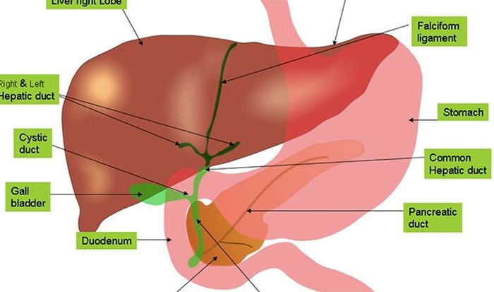 Малоизвестные различия в организме мужчины и женщины