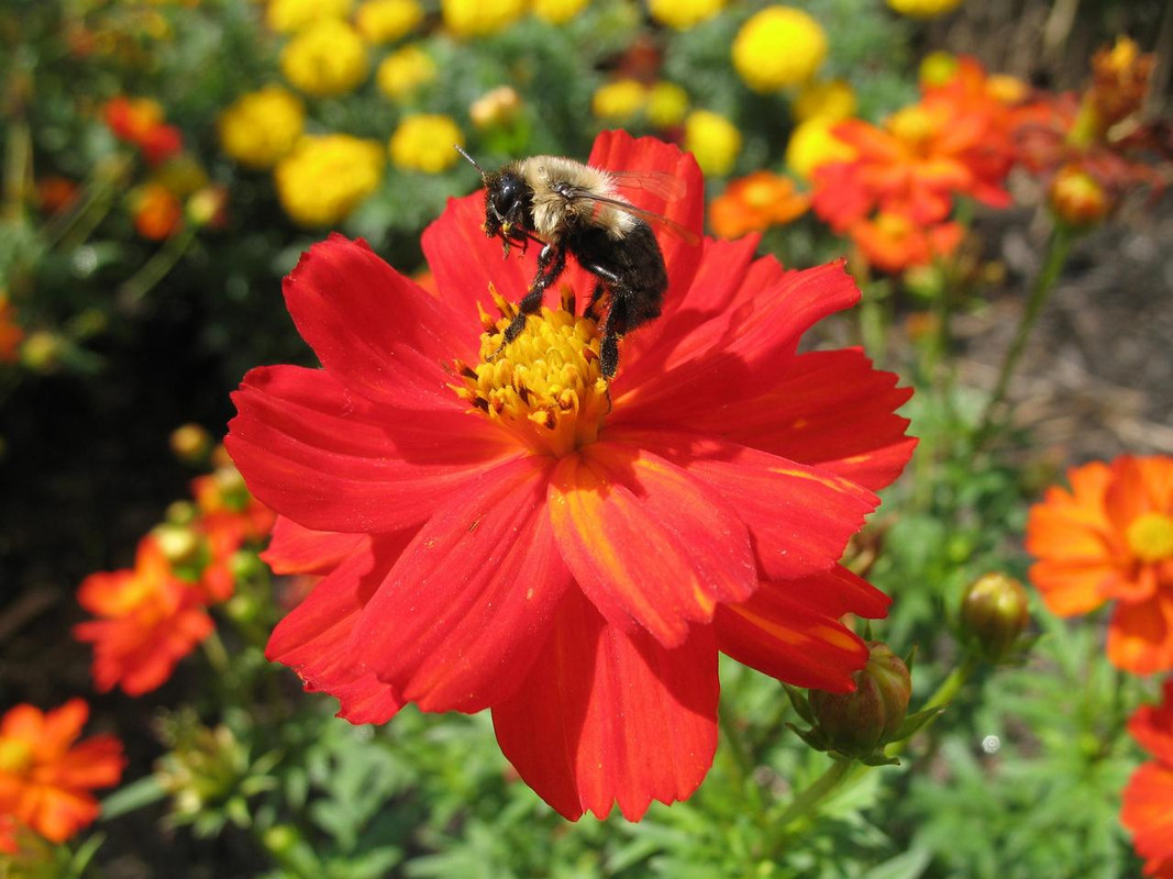 Lawn and Gardens 08.20.2017  (9)