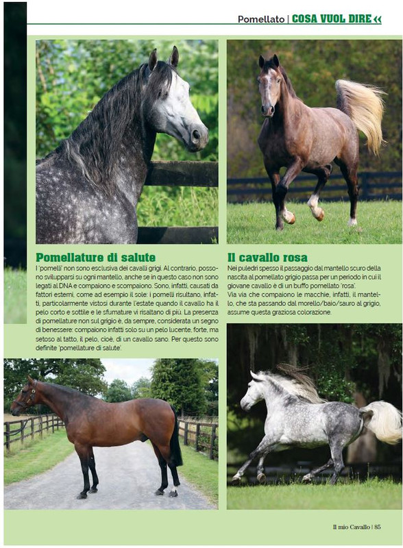 Il Mio Cav (Nov 2022) 8