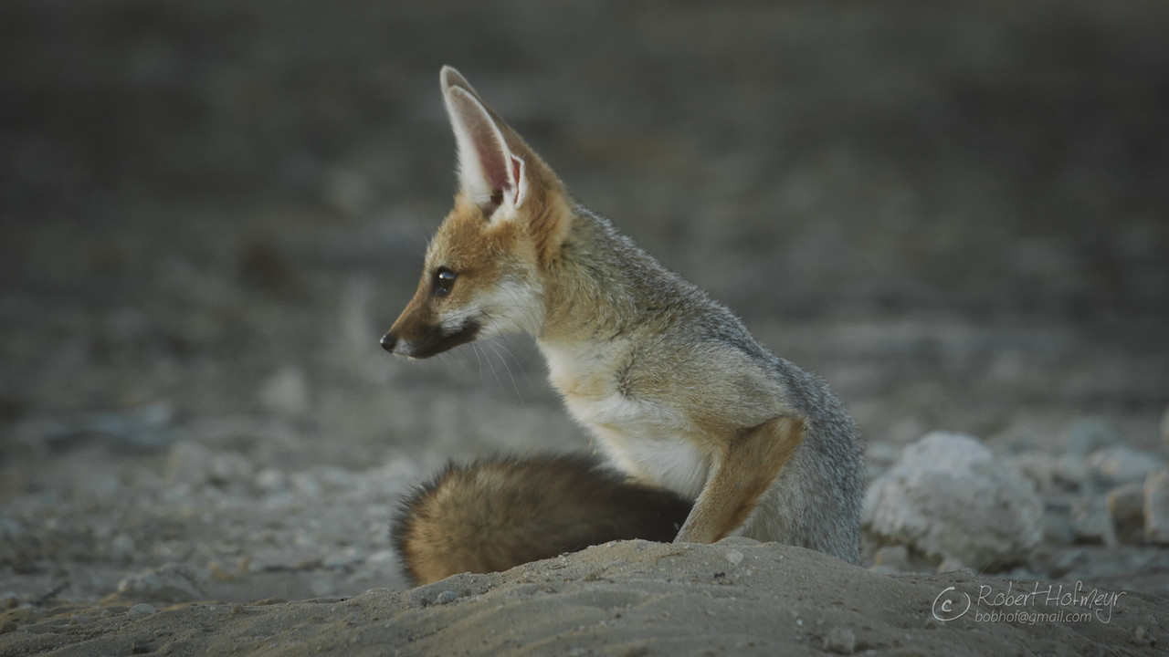 2019a-Kgalagadi-A002-C010-02217-T-0000864.jpg